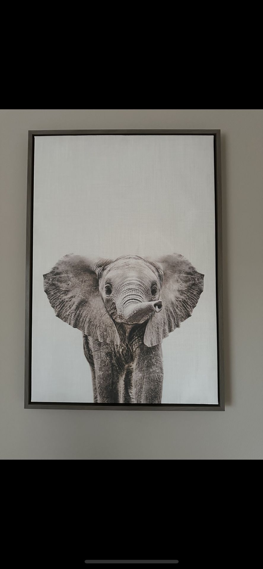 Large Baby Elephant Picture
