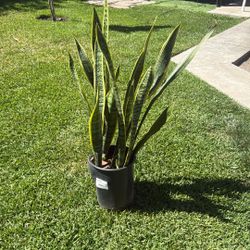 Sansevieria trifasciata / Snake Plant