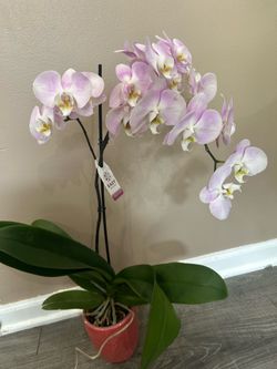 Orchid plant