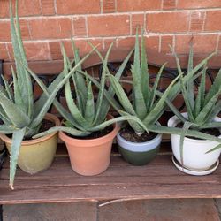 Large Mega Huge Blowout Sale Clearance On All Plants