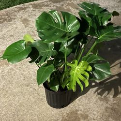 Large Monstera Plant 