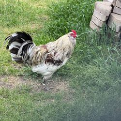 Ameraucana Rooster 