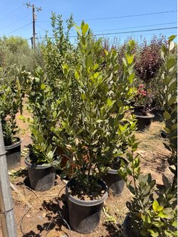 Bay leaf laurel 15 gallons