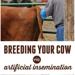Artificial Insemination