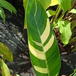 Variegated Heliconia Plants 7gl 💚$45