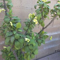 Corona De Cristo Plant