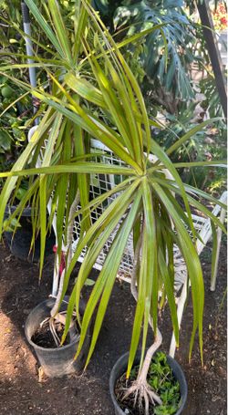 Dracaena