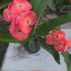 Big Corona De Cristo, Hybrid