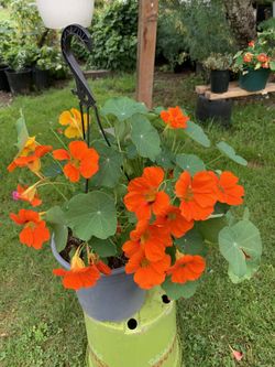 Outdoor Plant