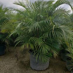 Beautiful Arecas Palms For Inmediate Privacy!!! Best Quality!!! 5-6 Feet Tall!!!  Fertilized 