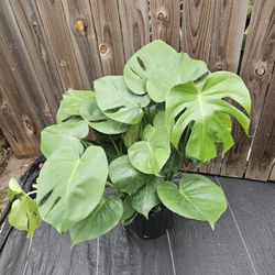 Monstera Live Plants 