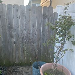 Apricot tree (?) Plum tree (?) Bougainvillea plant in pot/s