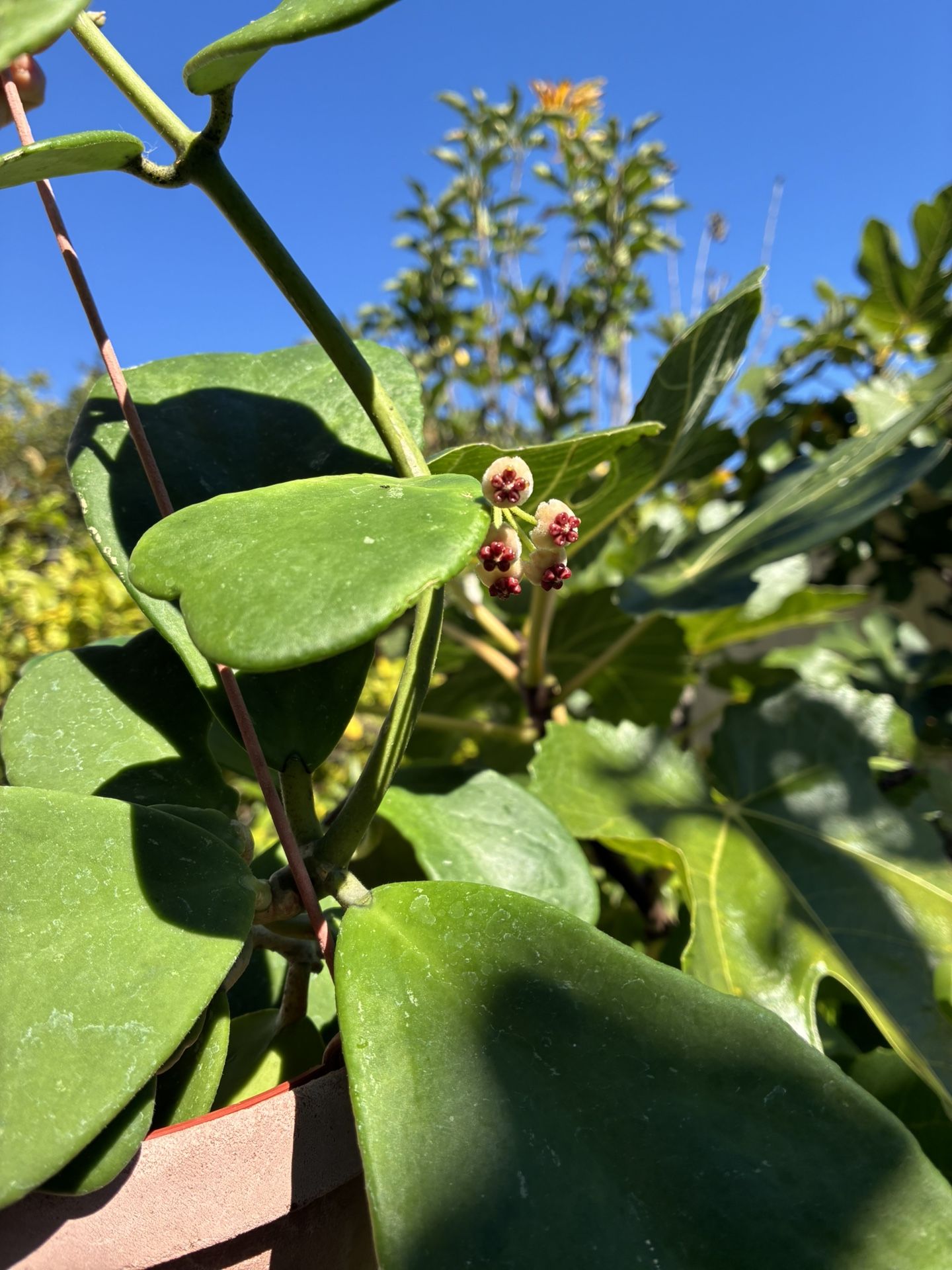 Hoya Kerrii With Blooms In Hanging Basket