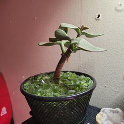 Jade Bonsai