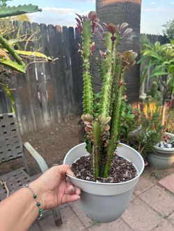 Euphorbia cactus  plant