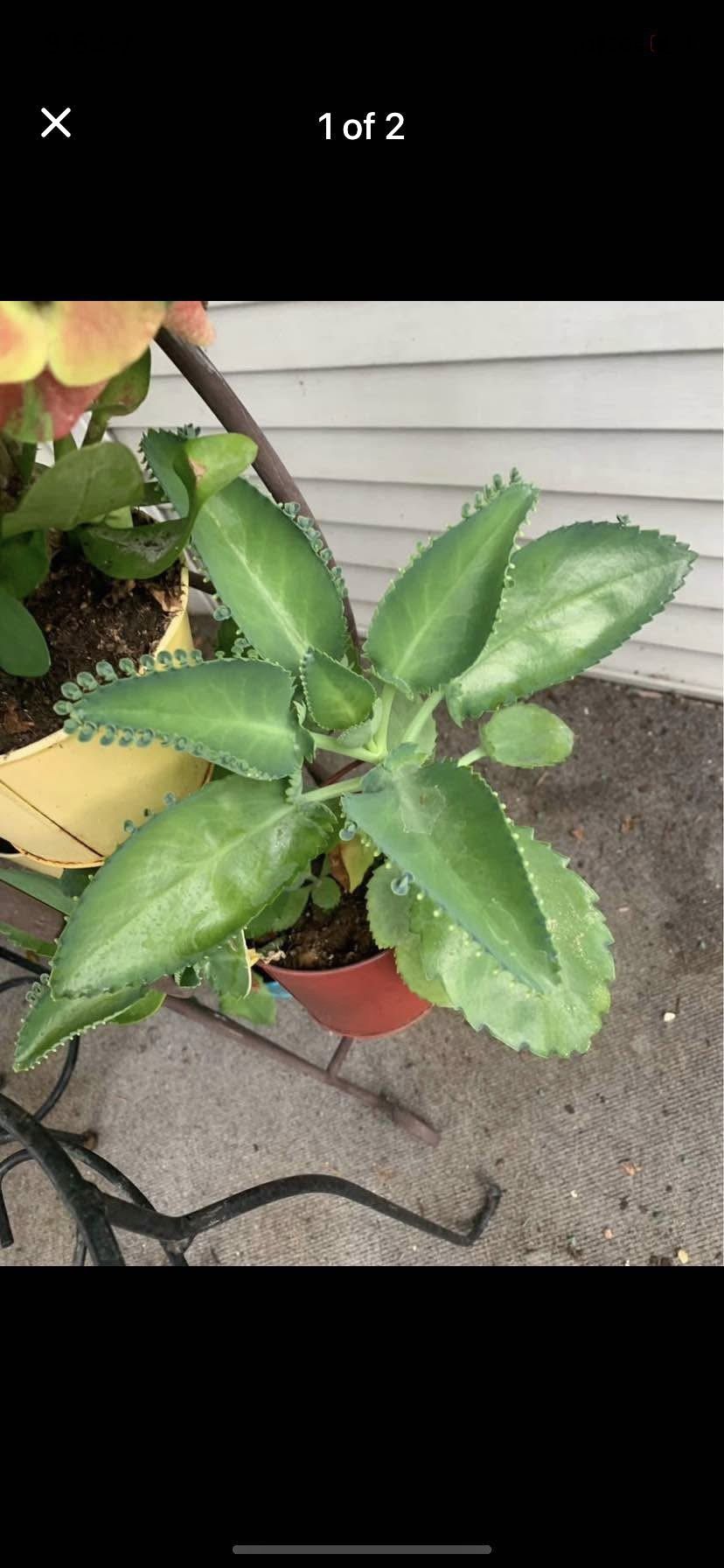 Mother Of Thousands Plants!! $8 Each!!