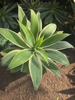 Agave Ray Of Light