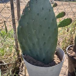 Cactus In Pots