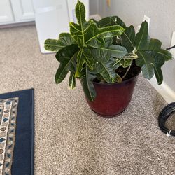 Indoor House Plant With Pot