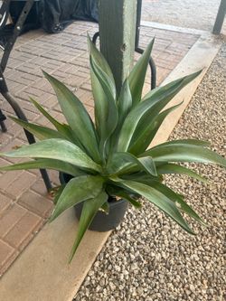 I got this plants for sale let me know which one you are interested