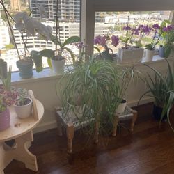 Plants Orchid Etc Flowers 