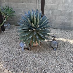 Blue Flame Agave
