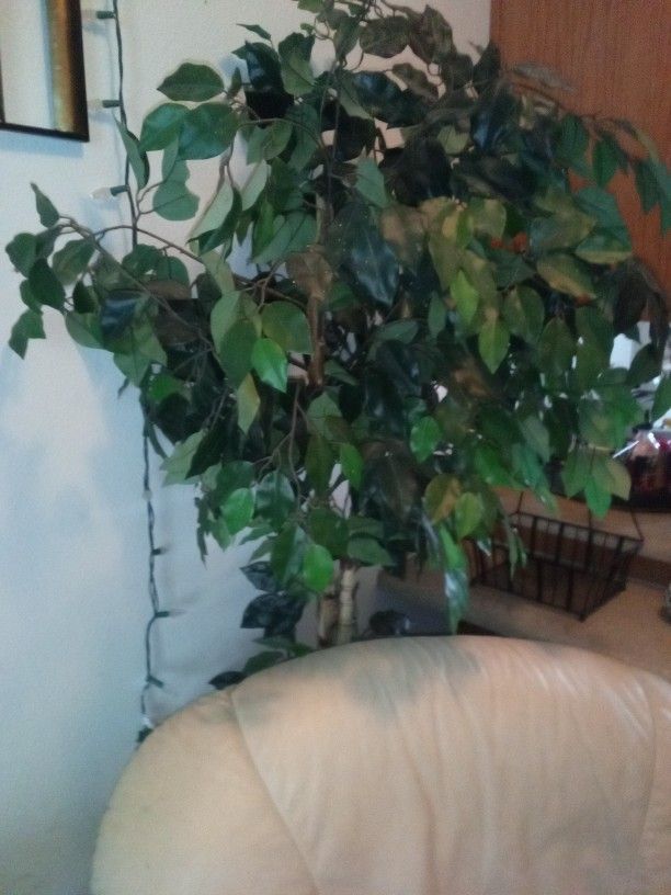 Faux Greenery / Plants And Wicker Stand