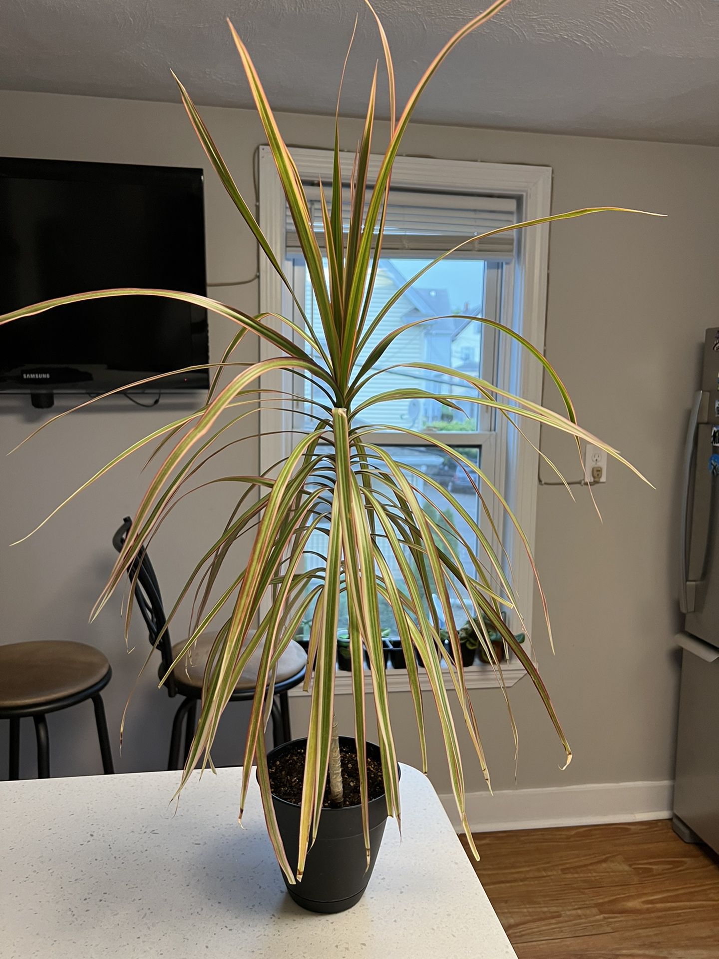 Indoor House Plant