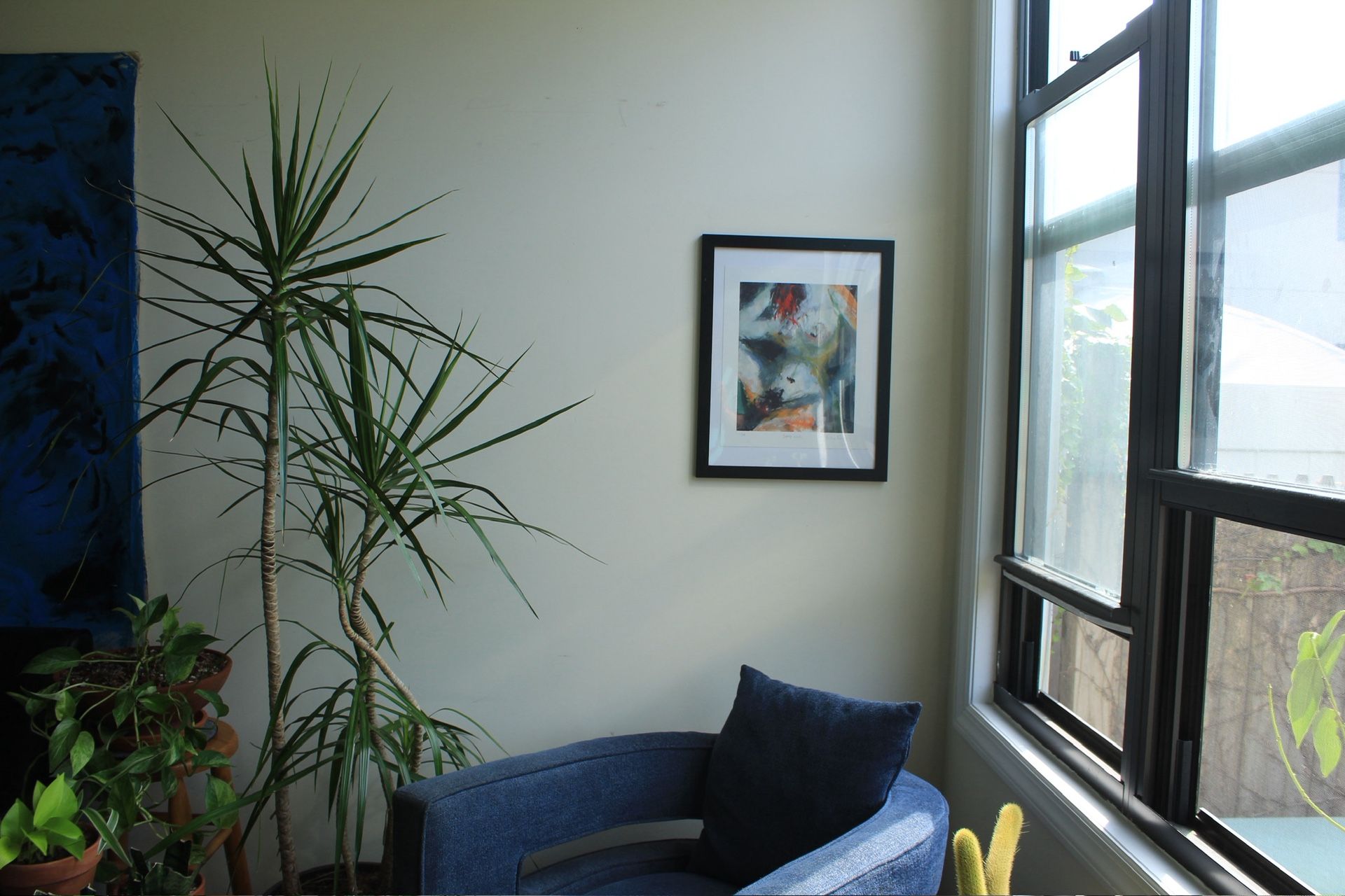 Plants - Large Indoor Trees & Plants - Delivery Available