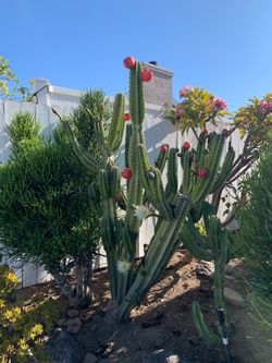 Mature Fruiting Peruvian Apple Cactus – $50 OBO
