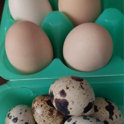 Fresh Eggs