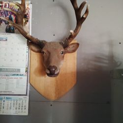 Deer Head