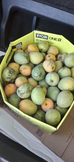 Small ripe mangoes