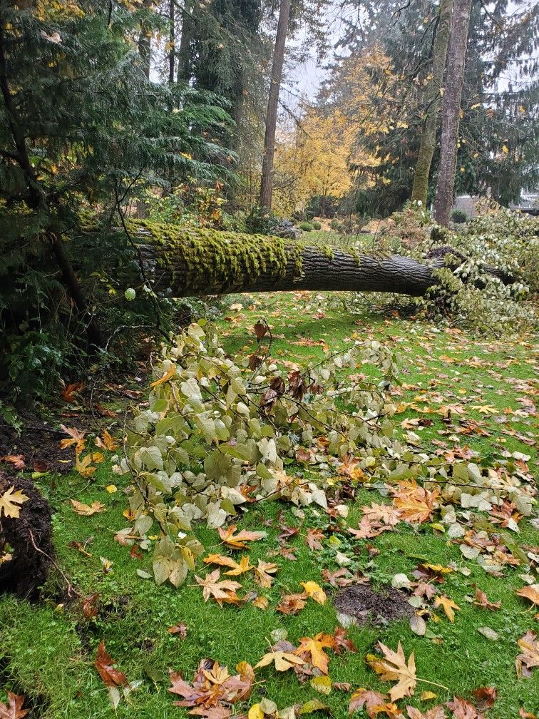 If You Have a Tree Down or need Cleanup