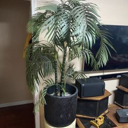 Indoors Tree