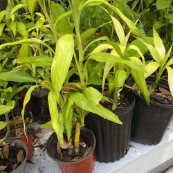 Happy bamboo, 3 inch pots three dollars each