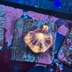 Asian Acan Display Decor