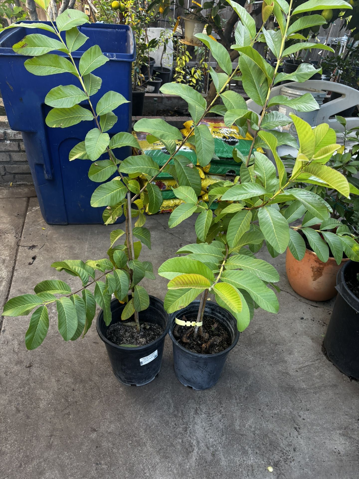 Purple Guava Trees