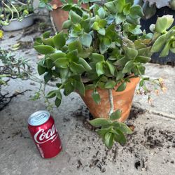 $5 Potted plants 