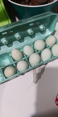Fertilized chicken eggs