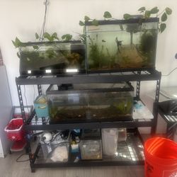 Husky 5 Shelf Rack 