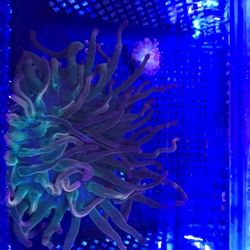 BTA rainbow Anemone 