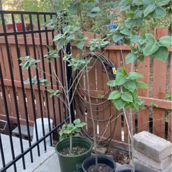 Peanut Butter Bush/Tree