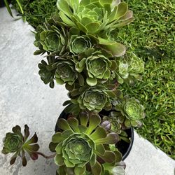 Healthy succulent plants