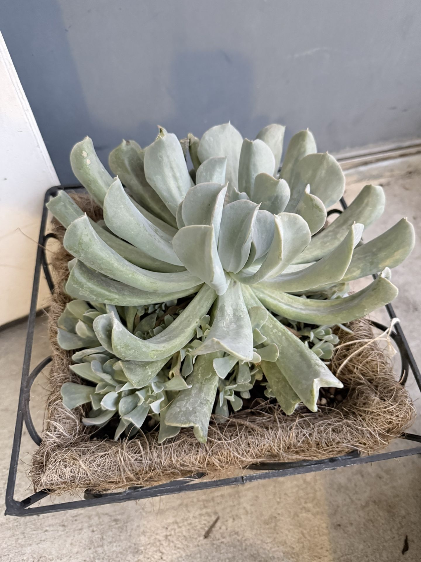 Echeveria runyonii succulent