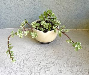 Portulacaria  afra  variegated plant