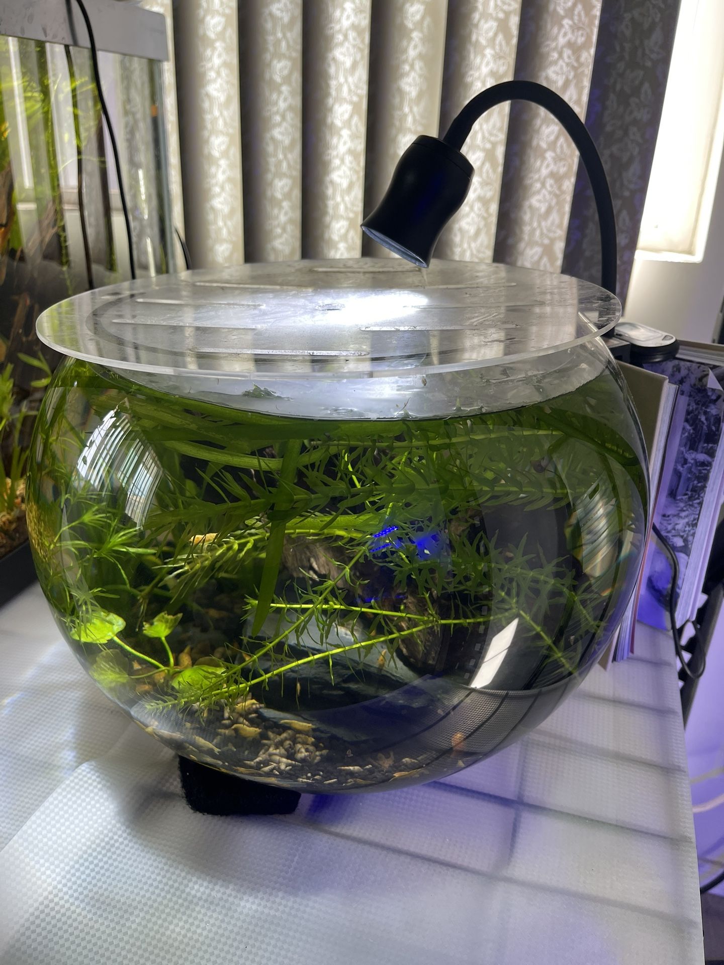 Aquarium Shrimp Bowl
