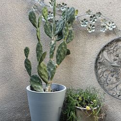 Gorgeous Plants —floor And Counter Size—nice Pots 