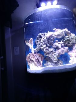 Saltwater Reef Tank (UpDated)