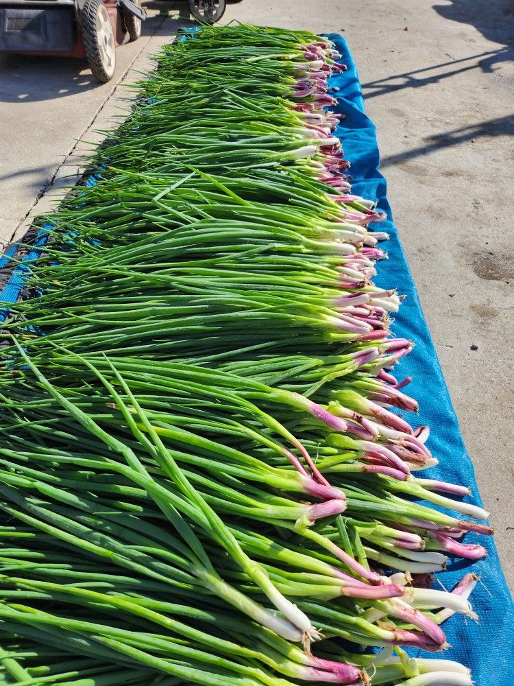 Fresh Escallion